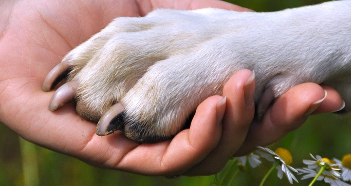 Intervenir à domicile  auprès de patients propriétaires de chiens