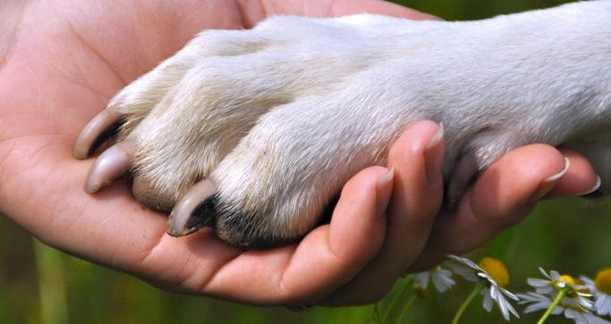 Formation « Intervenir à domicile auprès de patients propriétaires de chiens »