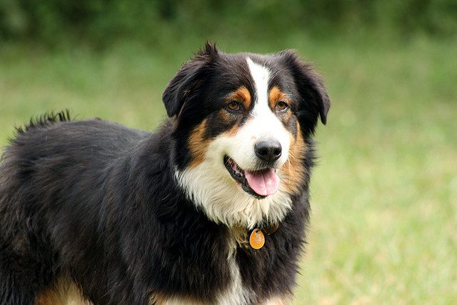 berger-australien-choix-race-chien